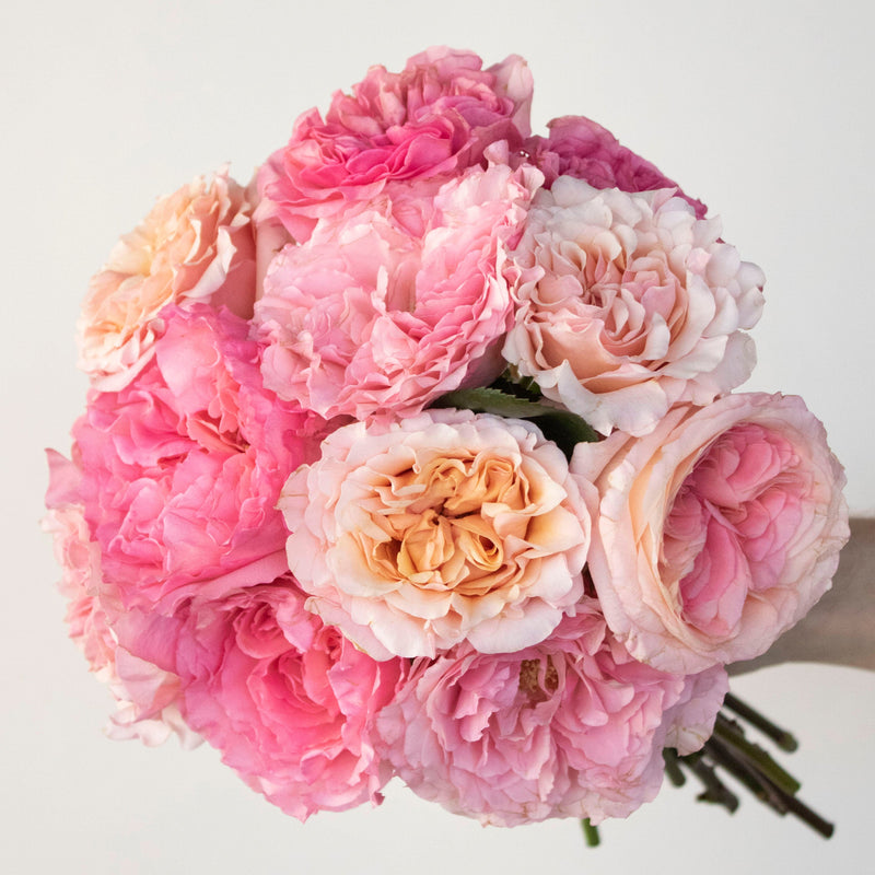 Premium Rose Subscription PrePaid