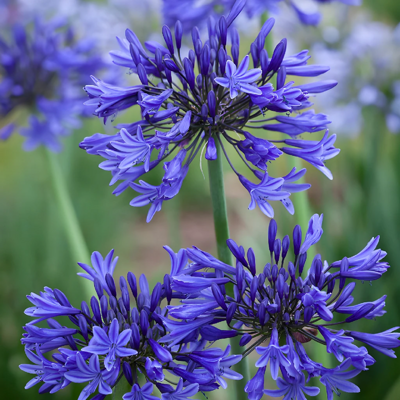 Agapanthus Indigo Blue Flower Apron - Image