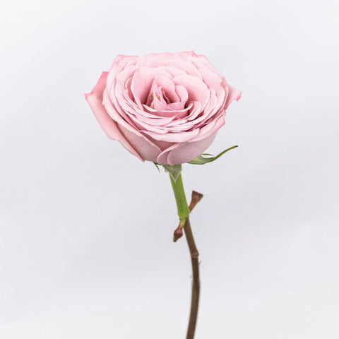Mauve Roses - Image