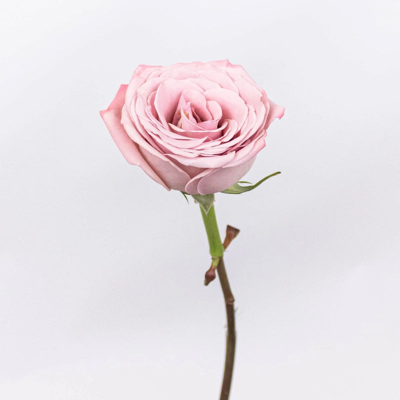 Mauve Roses - Image