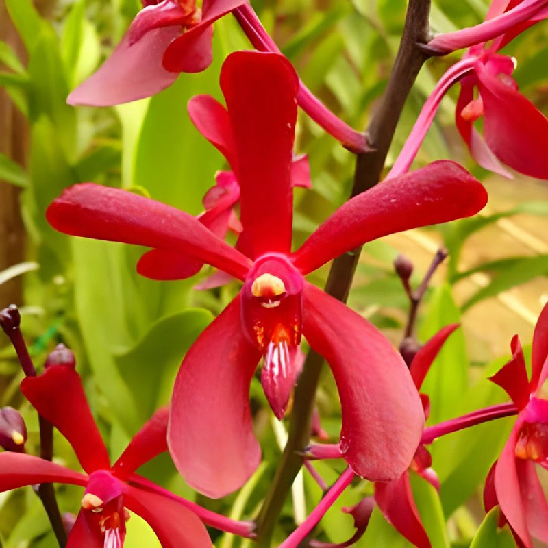 Lipstick Red Aranda Orchids