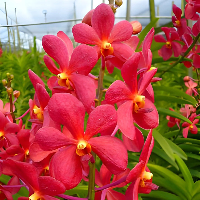 Red Lipstick Mokara Orchid