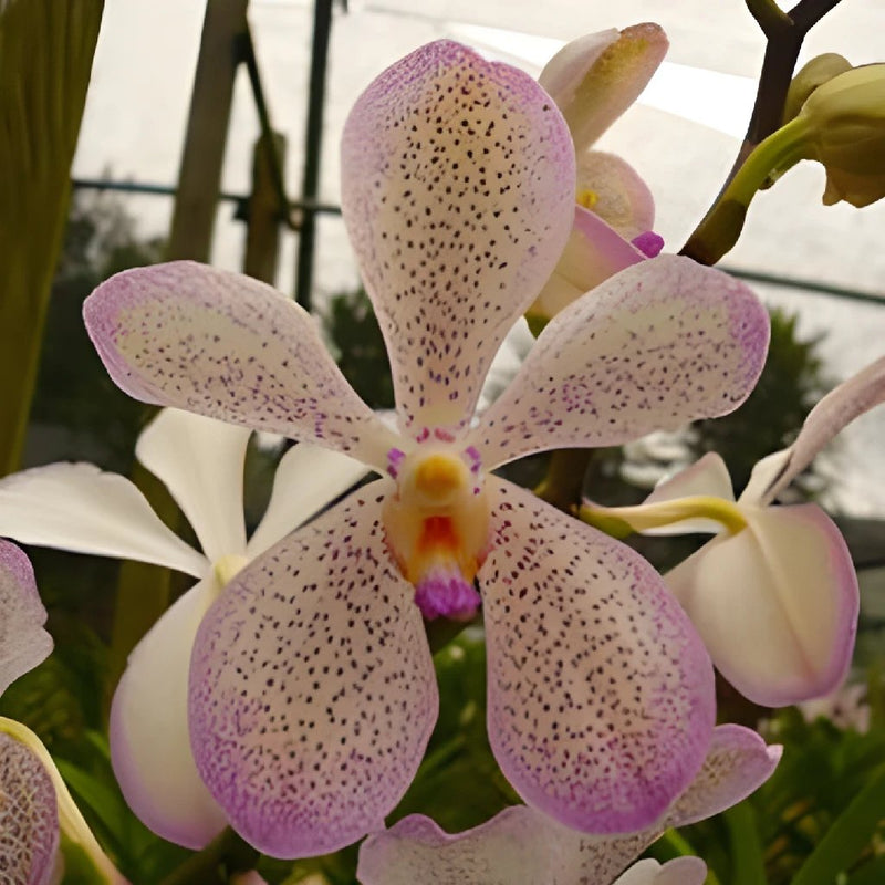 Speckled Violet Mokara Orchid