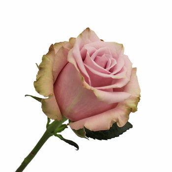 Acapella Antique Lavender Mist Roses