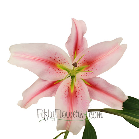 Pink Oriental Lilies