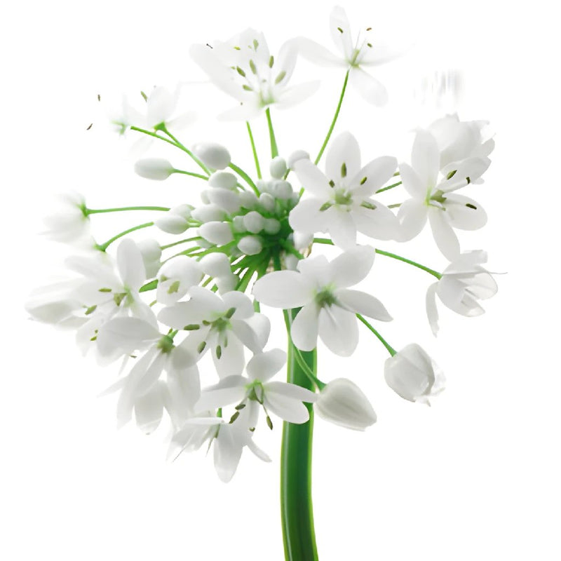 Allium Spray White Flower