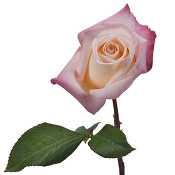 Anna Creamy Light Pink Rose