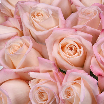 Anna Creamy Light Pink Rose