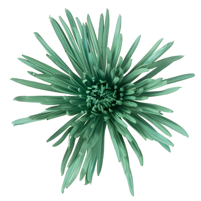Aquamarine Airbrushed Spider Mum Flower