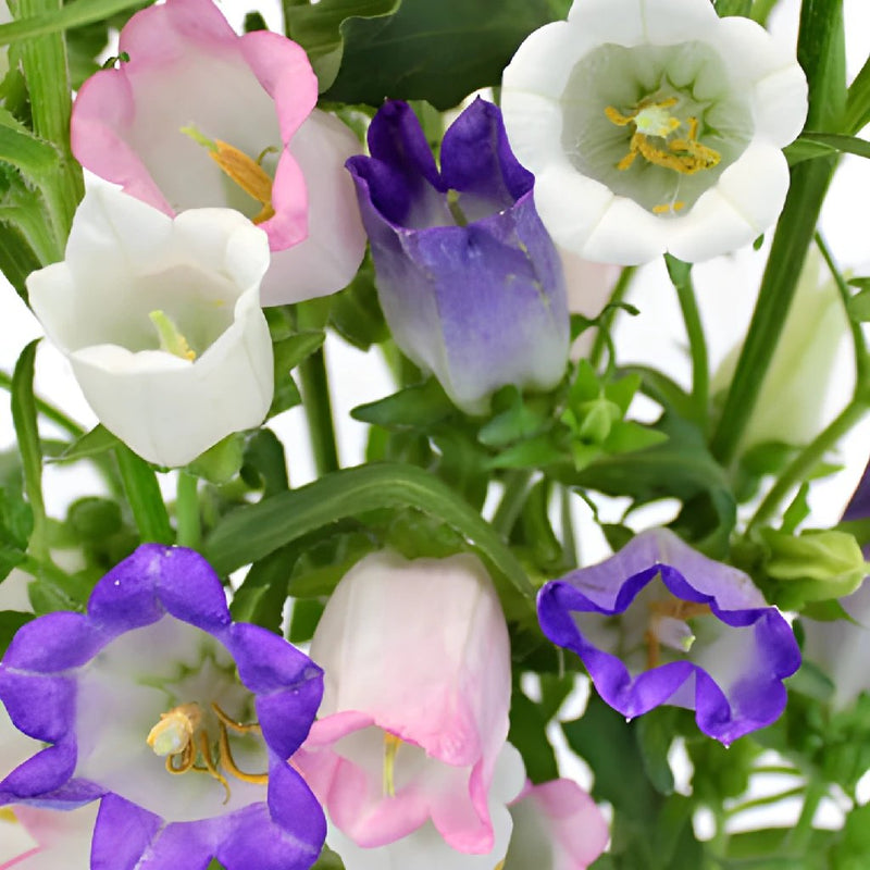 Assorted Campanula Flowers