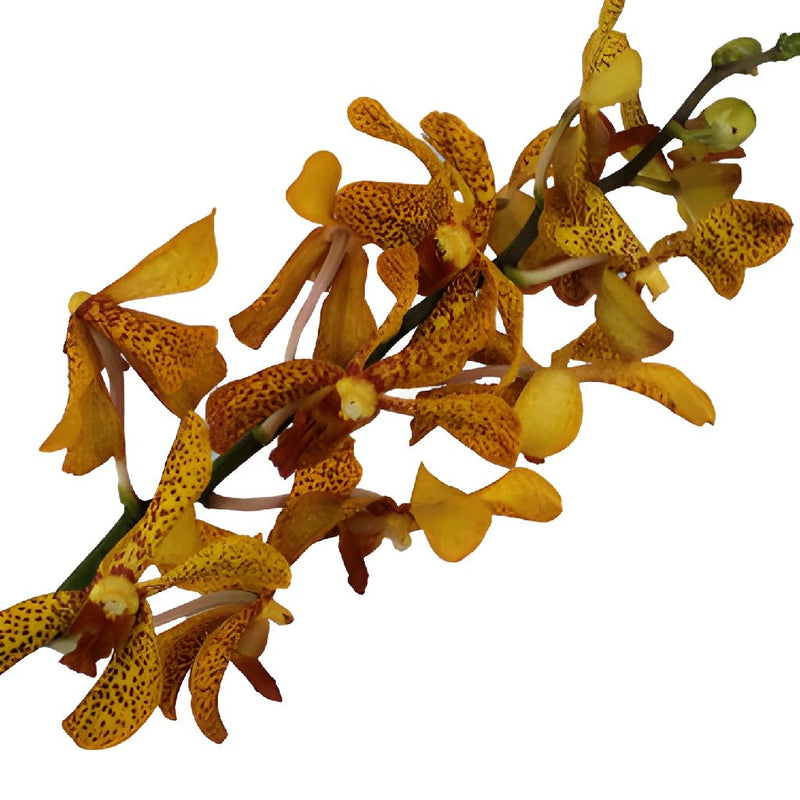 Autumn Afternoon Mokara Orchids