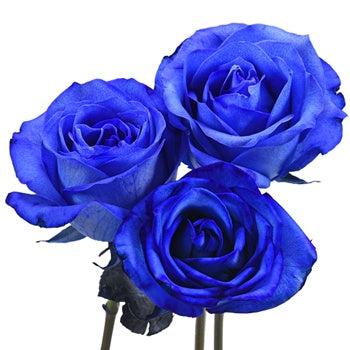 Blue Roses Tinted for Valentine's Day