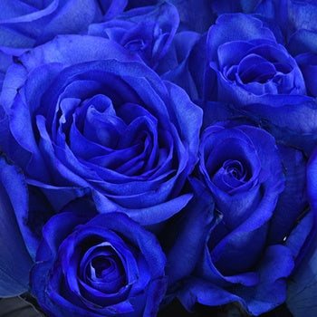 Blue Roses Tinted for Valentine's Day