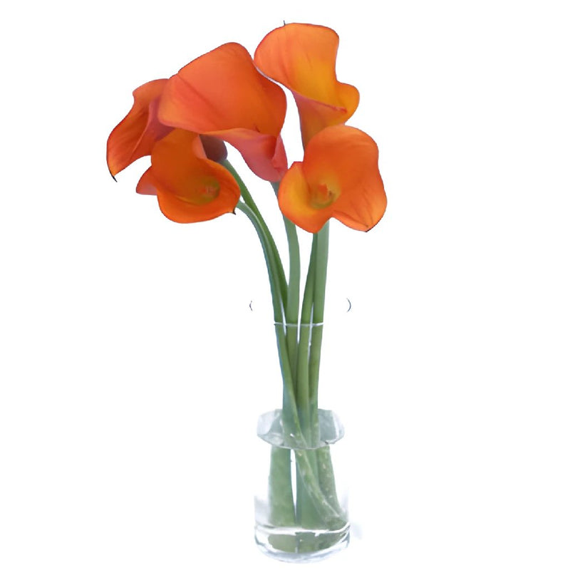 Mango Mini Calla Lily Bulk Flower