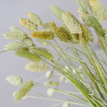 Canary Wholesale Bulk Green