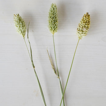 Wedding greenery canary wholesale bulk filler flowers sold near me