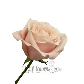Creamy Pink Candy Bianca Rose