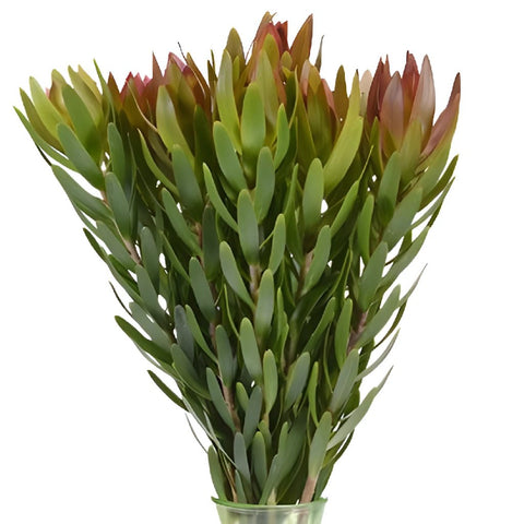 Leucadendron Bunch 10 stems