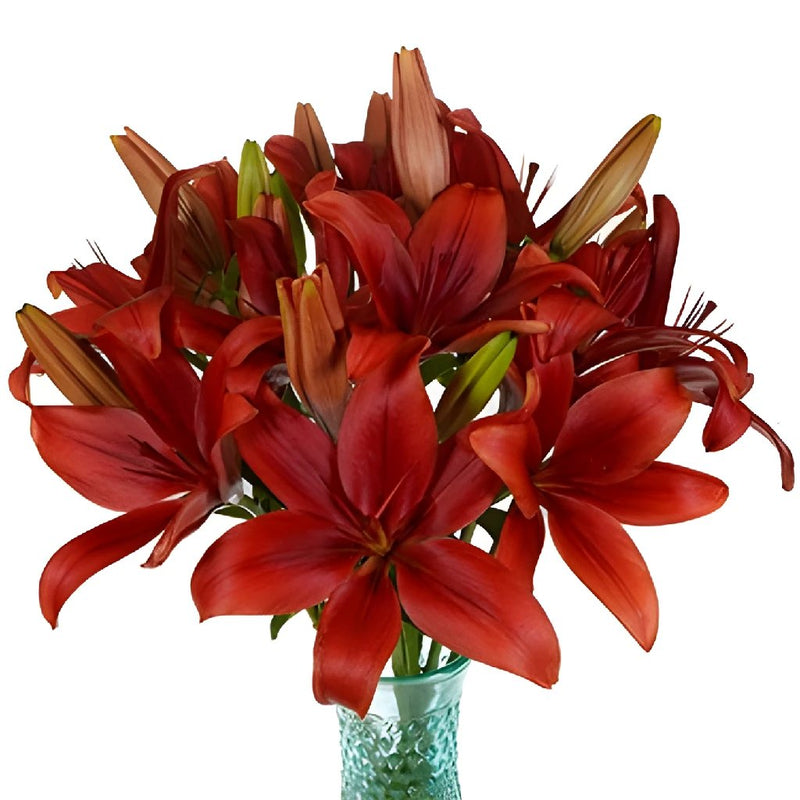 Brick Red LA Hybrid Lily