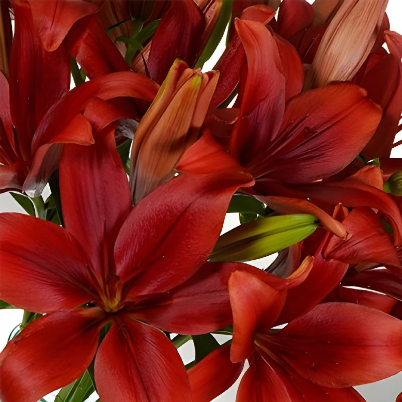 Brick Red LA Hybrid Lily