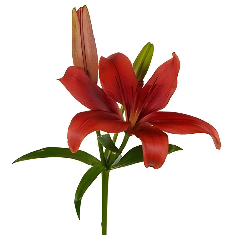 Brick Red LA Hybrid Lily