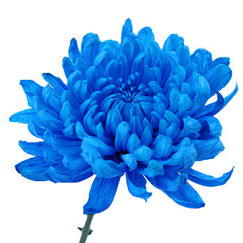 Blue Cremon Bulk Flowers