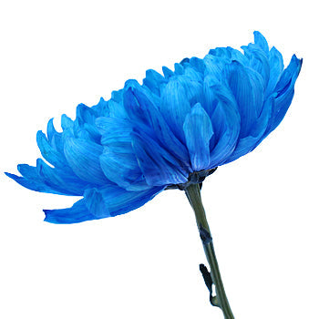 Blue Cremon Bulk Flowers