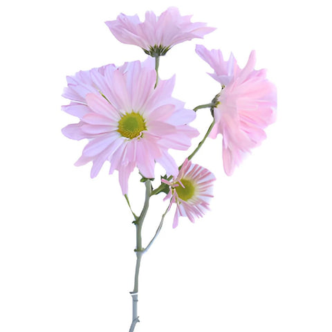 Antique Pink Daisy Flower
