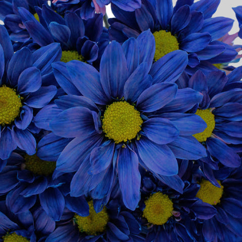 Fresh Cut Blue Daisy Flower Enhanced