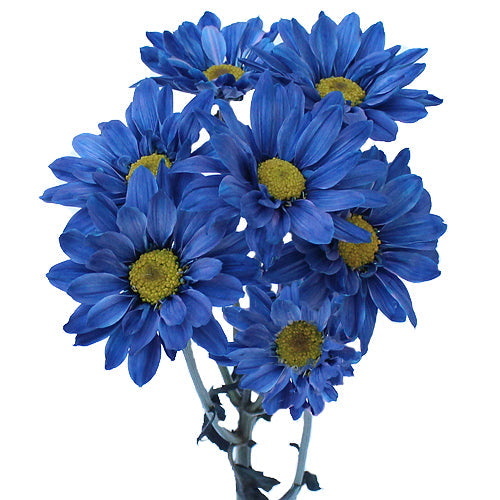 Fresh Cut Blue Daisy Flower Enhanced