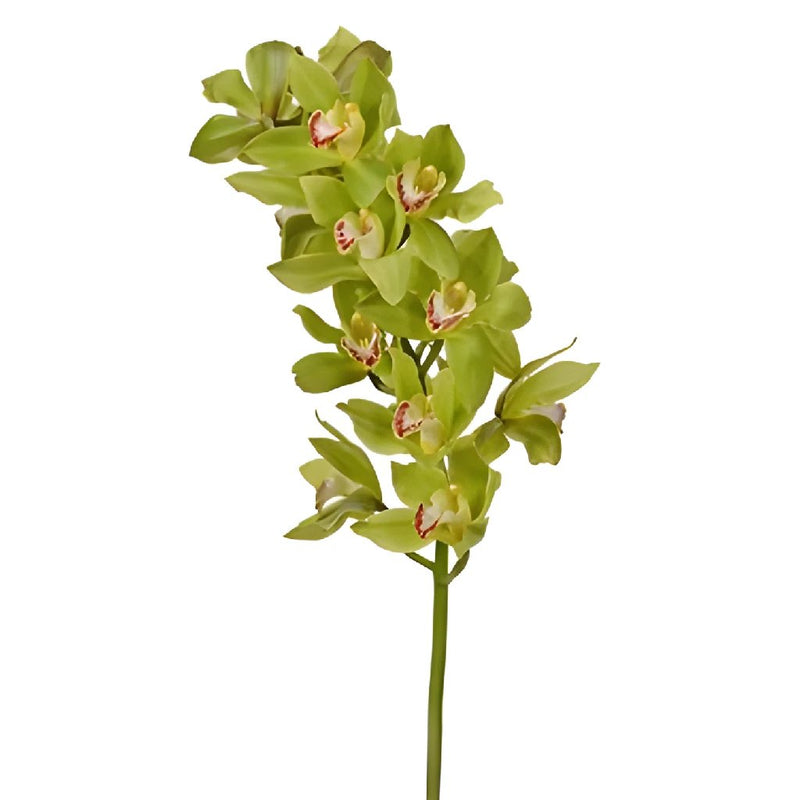 Cymbidium Orchids Green Overnight