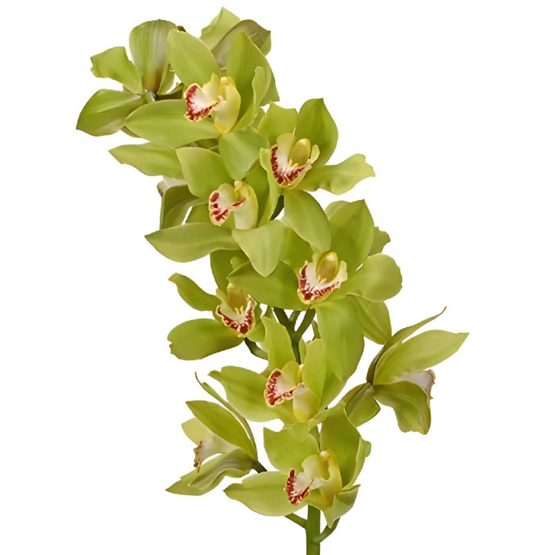 Cymbidium Orchids Green Overnight
