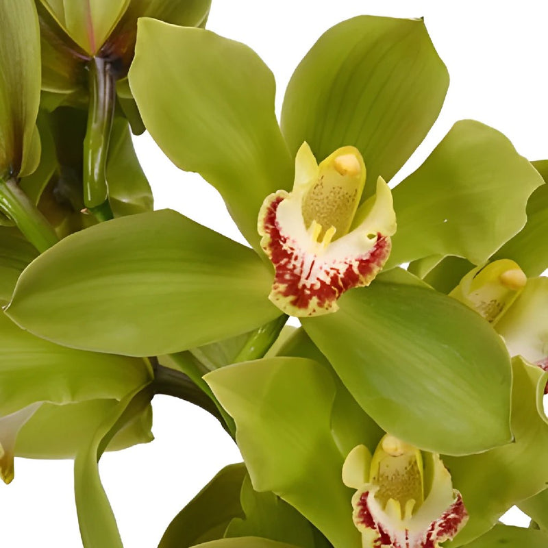 Cymbidium Orchids Green Overnight