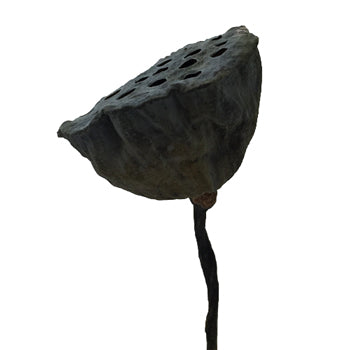 Dried Lotus Pods