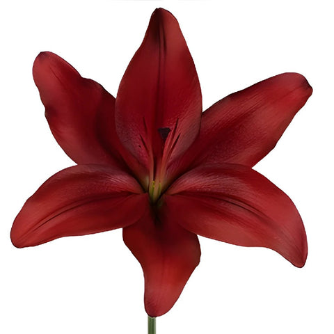 Carmina Red Hybrid Lily