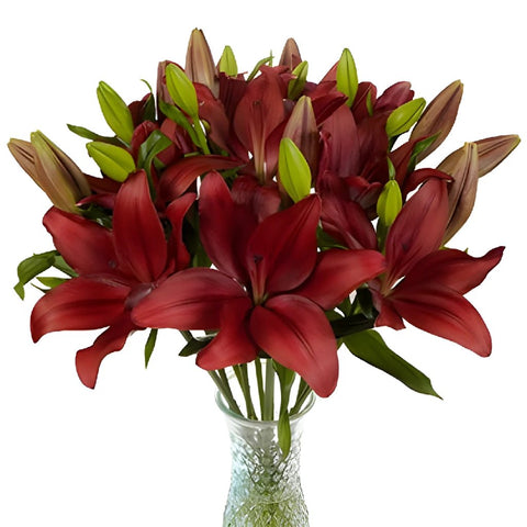 Carmina Red Hybrid Lily