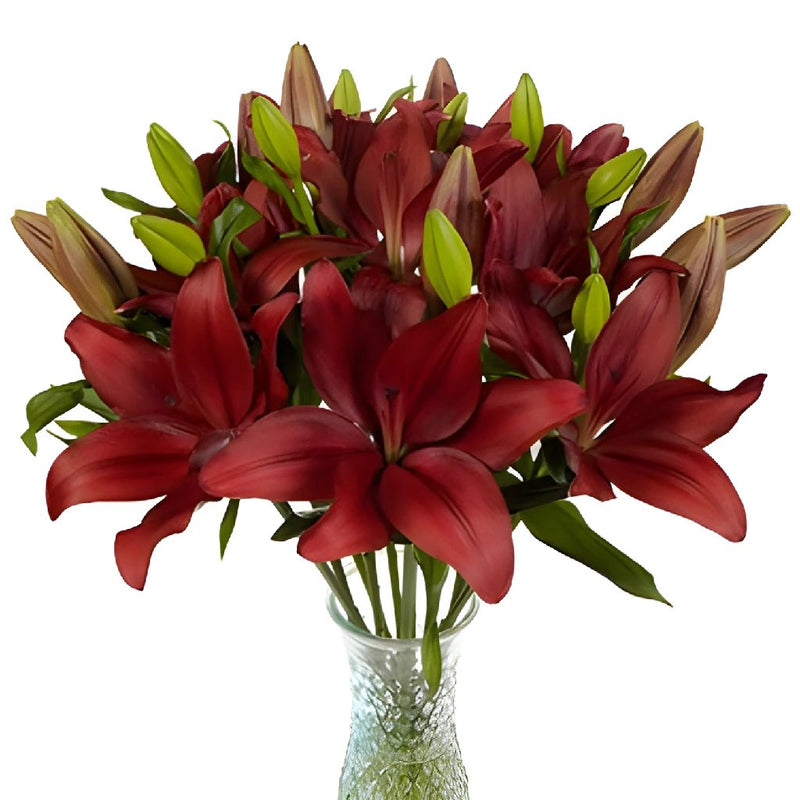Carmina Red Hybrid Lily