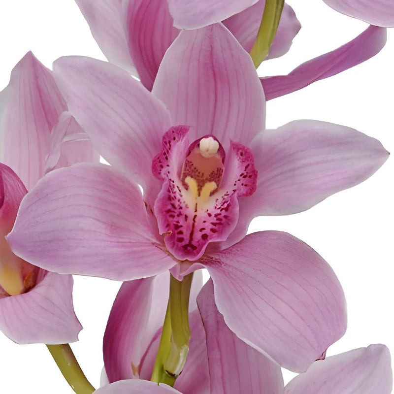 Cymbidium Orchids Pink Bulk Flower Overnight