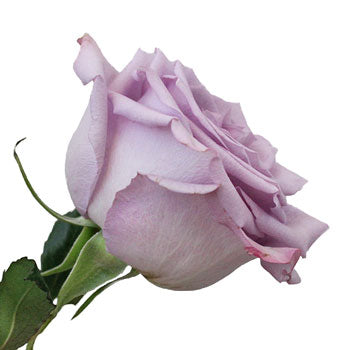 Ocean Song Lavender Rose