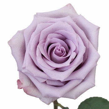 Ocean Song Lavender Rose