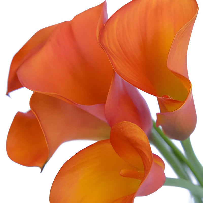 Mango Mini Calla Lily Bulk Flower