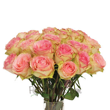 Esperance Creamy Pink Antique Rose