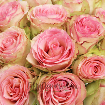 Esperance Creamy Pink Antique Rose