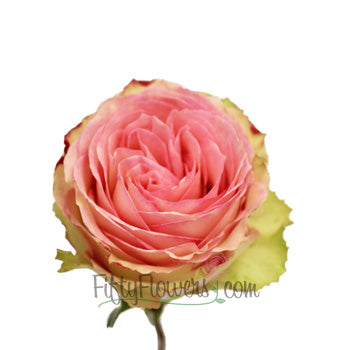 Esperance Creamy Pink Antique Rose