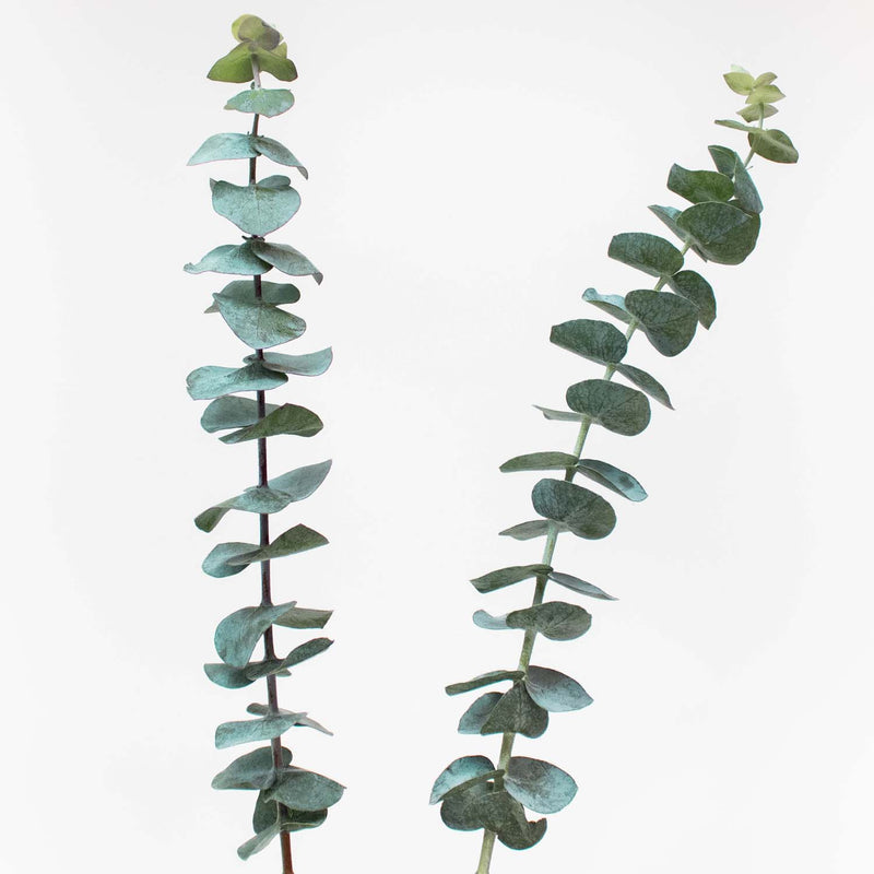 Baby Eucalyptus Wholesale Greenery Stem