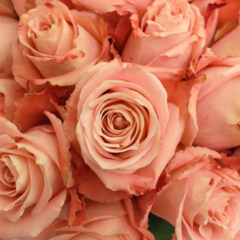 Peachy Pink Fado Rose