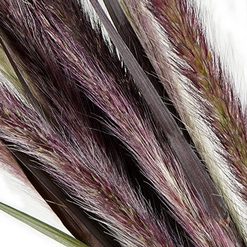 Bulk Fountain Grass
