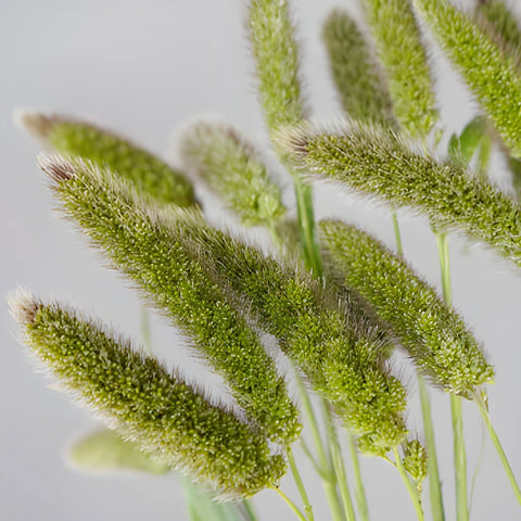 Wedding greenery fresh cut foxtail millet filler flowers sold near me
