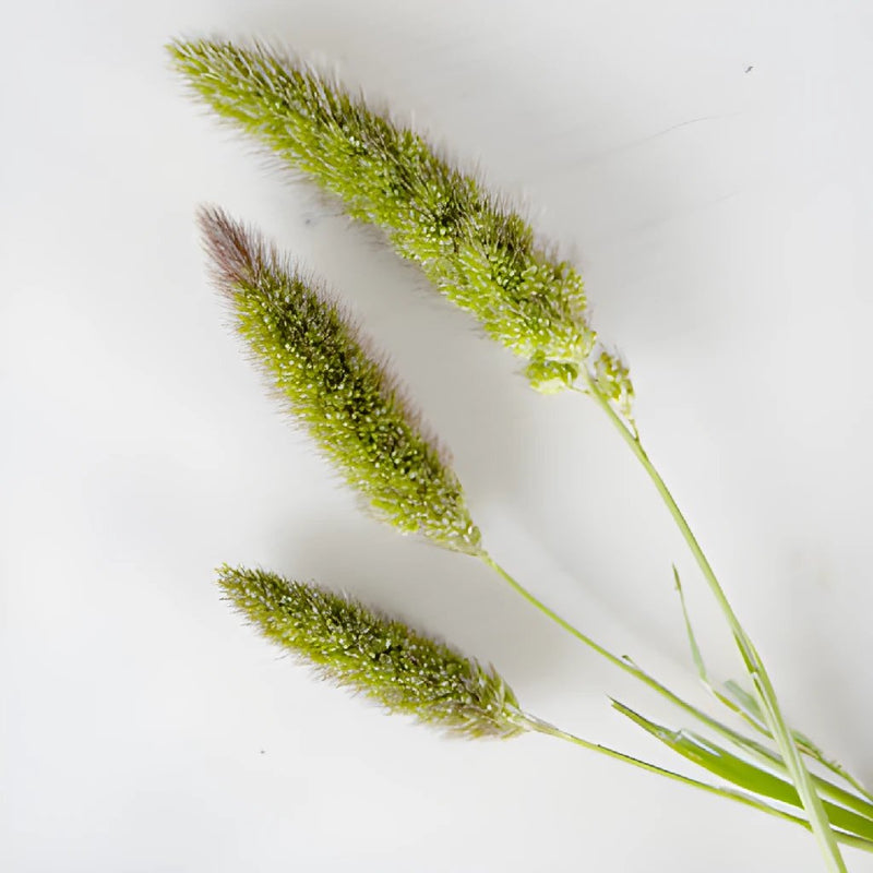 Single stems of fresh cut foxtail millet greens filler flowers sold near me