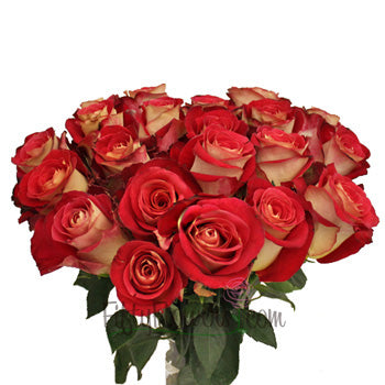 Friendship Yellow and Red Rose